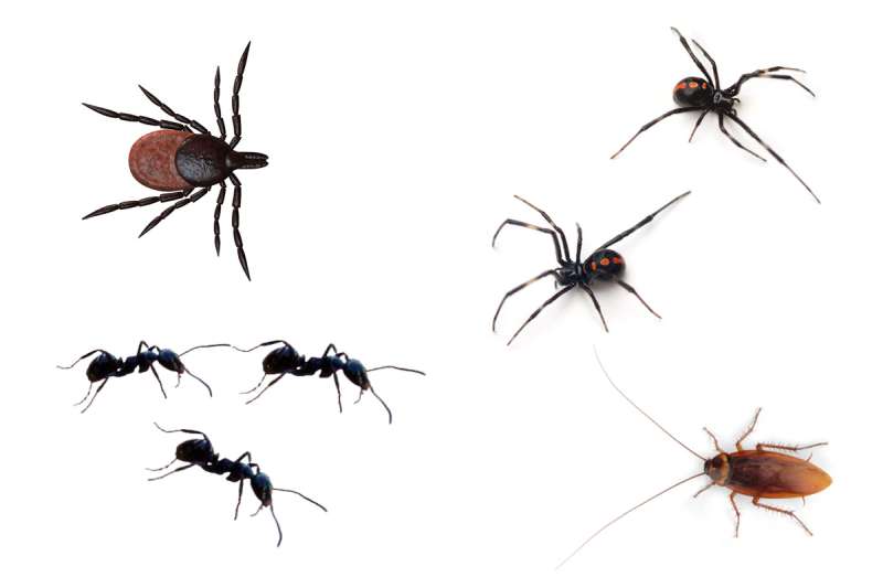 general pest control in Ridglea West