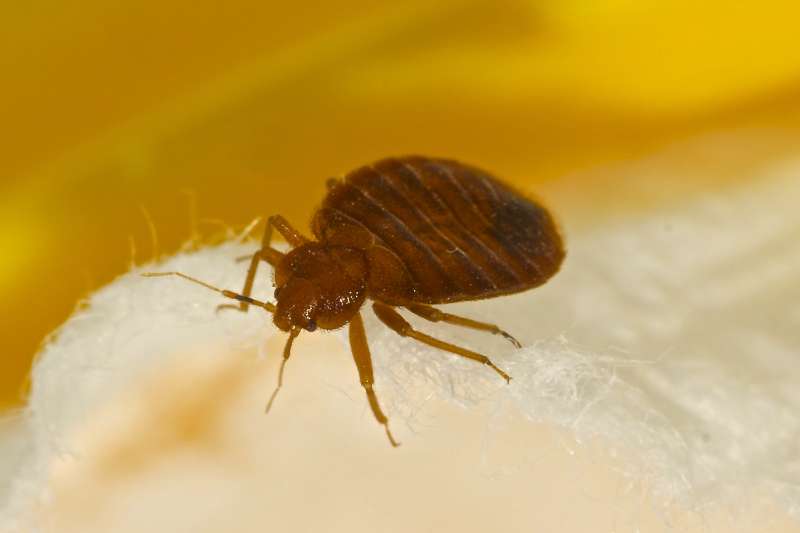 24hour Pest Control in North Hatfield, MA 01066